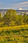 USA, Oregon, Mosier. Landscape of oaks and yellow balsamroot with backdrop of Mt. Adams, Art Print